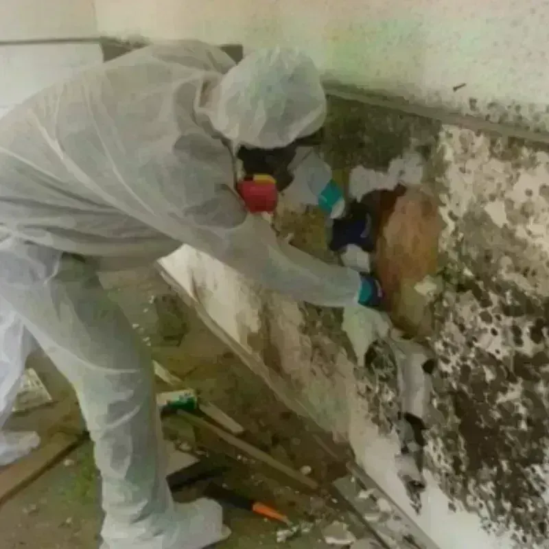 Mold Remediation and Removal in Tenafly, NJ